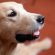 Image for article titled Different Dog Breeds Have Different Brains, Scientists Find